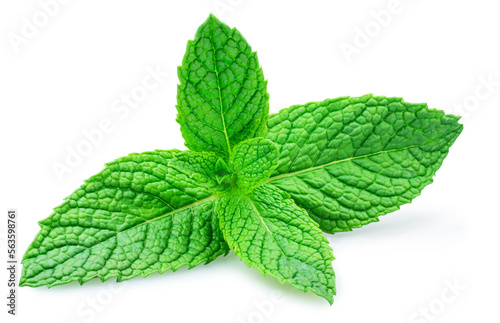 Green fresh top of peppermint or mint leaves closeup on white background. Clipping path.