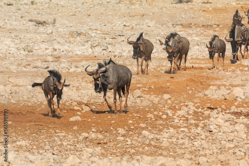 Blue wildebeest in natural habitat in Etosha National Park in Namibia.