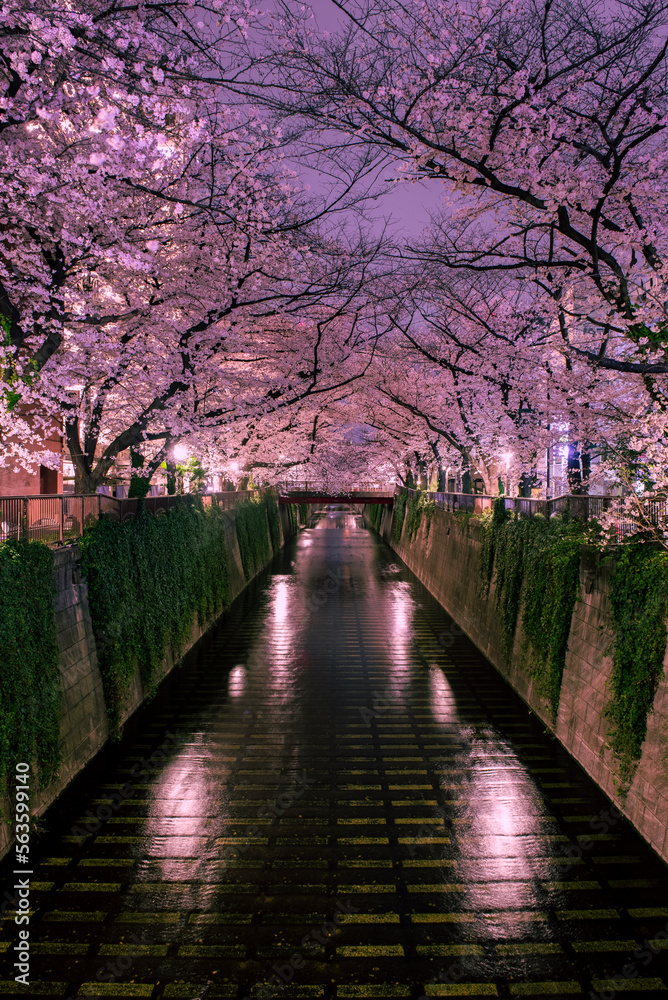 Fototapeta premium 東京中目黒 目黒川の桜並木