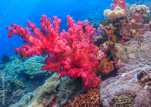 Coral reef in South Pacific,North Sulawesi, Indonesia