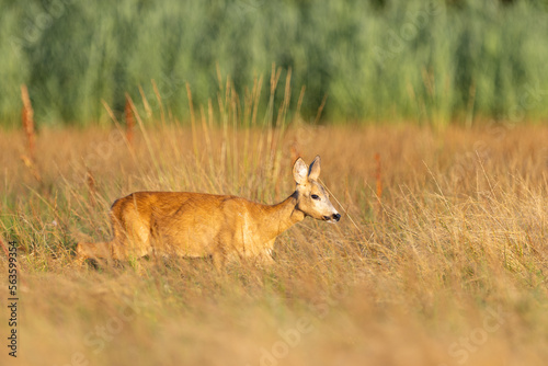 Roe deer (Capreolus capreolus) , standing on a meadow.