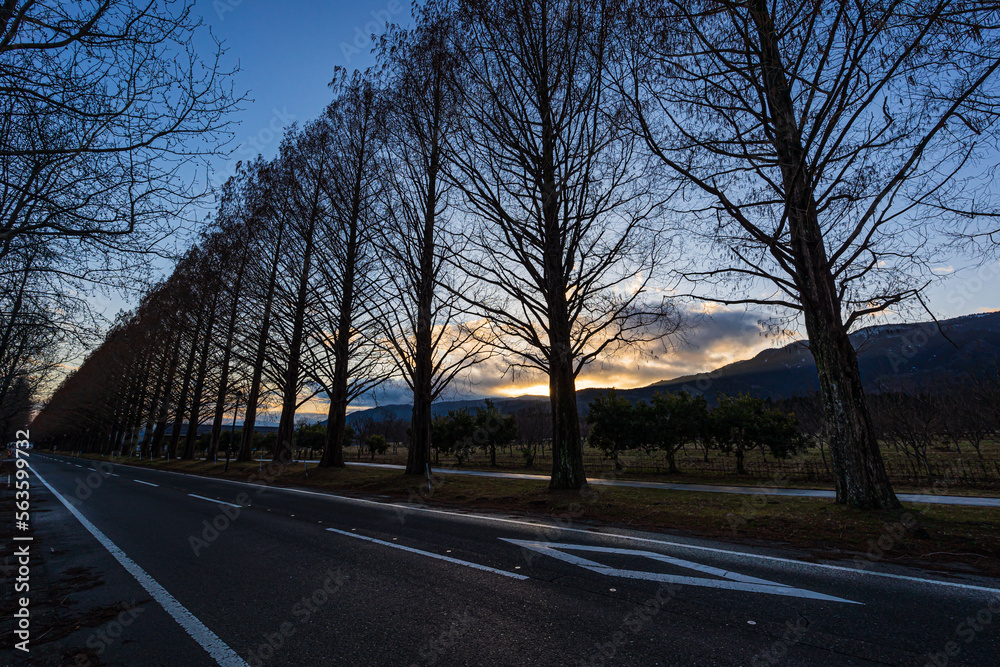 Fototapeta premium メタセコイア並木