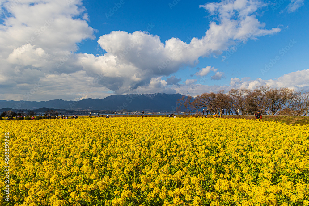 Obraz premium 菜の花