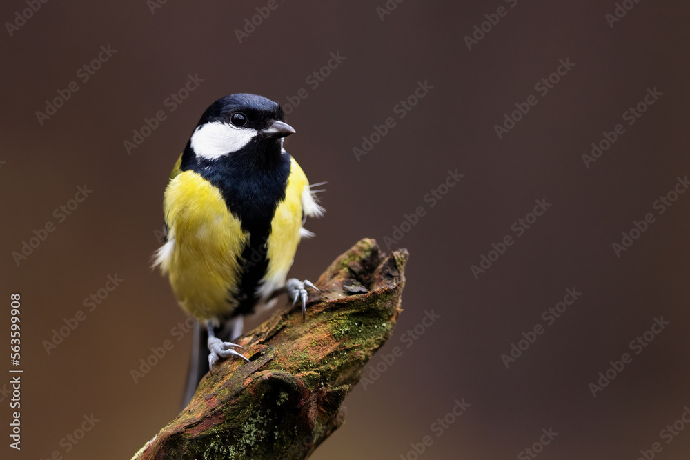 Great Tit (Parus Major) on branch. Wildlife scenery. Great Tit (Parus Major) on branch. Wildlife scenery.