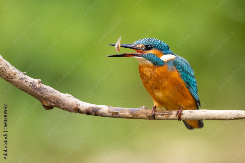 Common Kingfisher (Alcedo atthis) on branch with fish . wildlife scenery Common Kingfisher (Alcedo atthis) on branch with fish . wildlife scenery