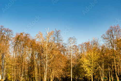 Photography on theme large beautiful autumn birch tree on background bright sky