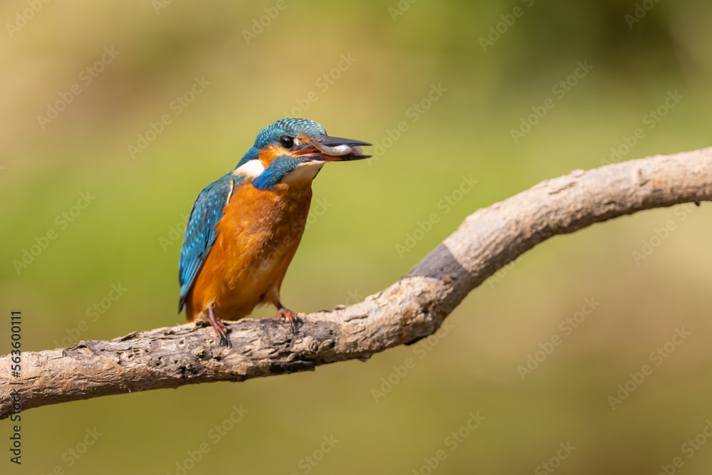 Common Kingfisher (Alcedo atthis) on branch with fish . wildlife scenery Common Kingfisher (Alcedo atthis) on branch with fish . wildlife scenery