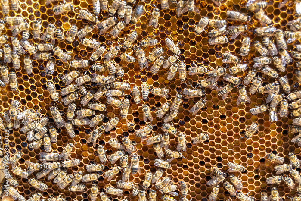 Abstract hexagon structure is honeycomb from bee hive filled Abstract hexagon structure is honeycomb from bee hive filled