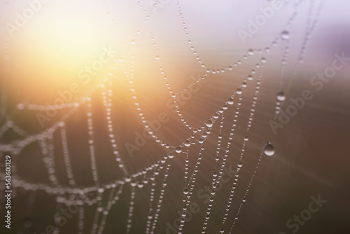 spider web with dew photo