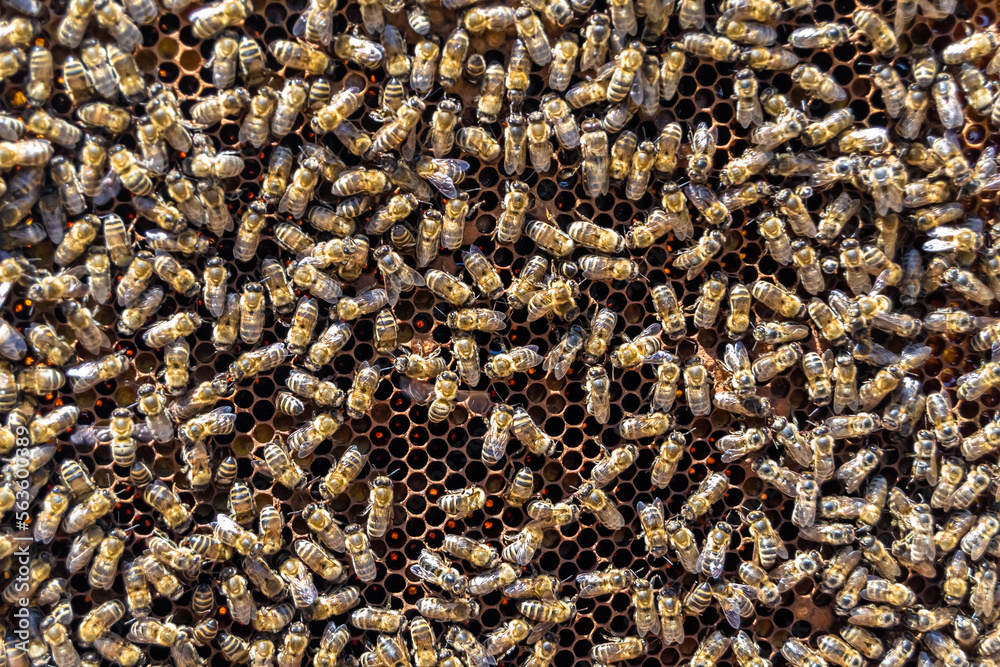 Abstract hexagon structure is honeycomb from bee hive filled Abstract hexagon structure is honeycomb from bee hive filled