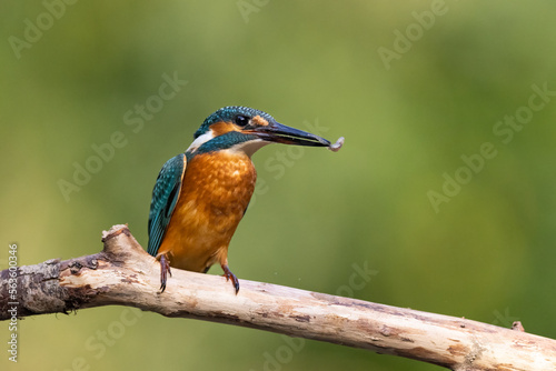 Common Kingfisher (Alcedo atthis) sitting on a branch. wildlife scenery