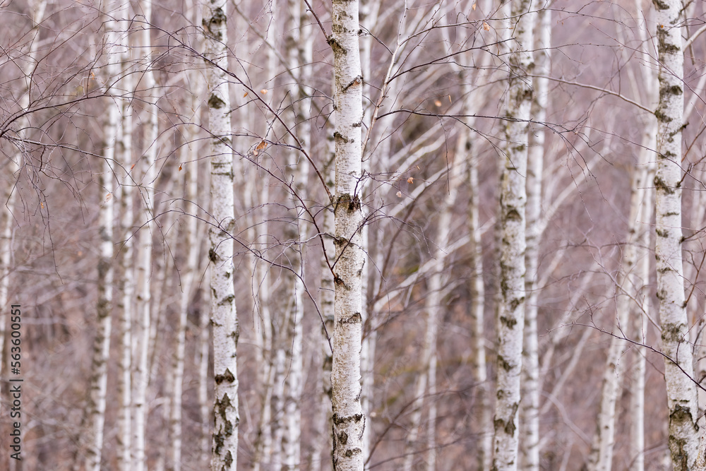 Birch forest. Betula pendula (Silver Birch). White birch trees in row.  