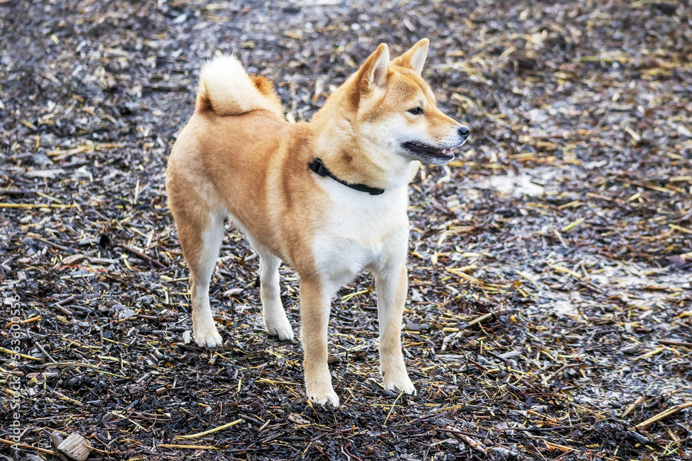 A dog with a black leash on his neck on the beach