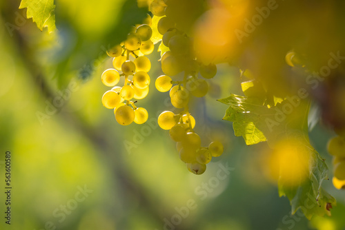 close-up view of ripe white grapes before harvest in a vineyard in Slovakia. photo