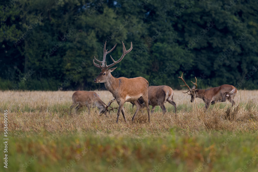 Fototapeta premium Red deer (cervus elaphus) herd grazing on meadow in autumn nature.