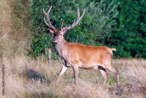 Red Deer (Cervus elaphus) on pasture. . Wildlife scenery
