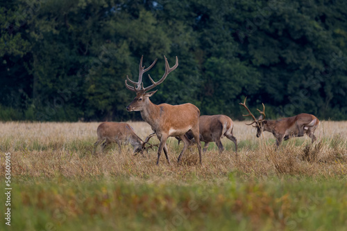 Red deer (cervus elaphus) herd grazing on meadow in autumn nature. © Branislav