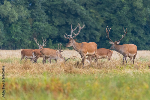 Red deer  cervus elaphus  herd grazing on meadow in autumn nature.