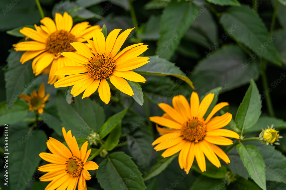 Fototapeta premium Fine wild growing flower aster false sunflower on background meadow