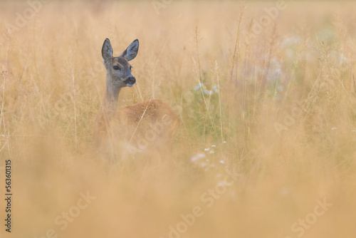 Roe deer (Capreolus capreolus) , standing on a meadow.