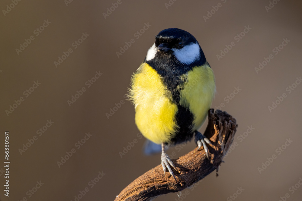 Obraz premium Great Tit (Parus Major) on branch. Wildlife scenery.