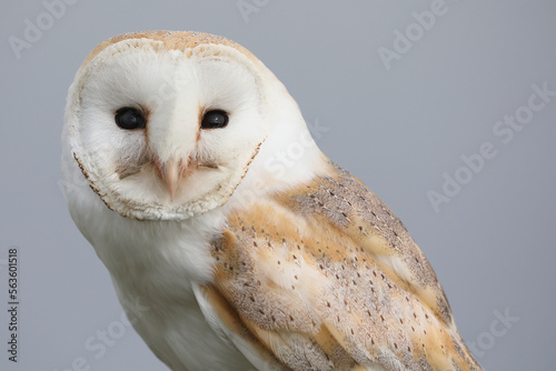 A portrait of a Barn Owl looking at the photographer 