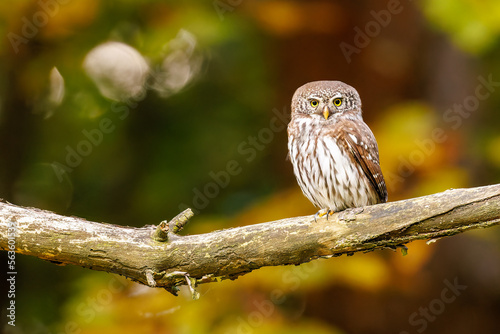 Owls - Pygmy Owl (Glaucidium passerinum) on the branch 