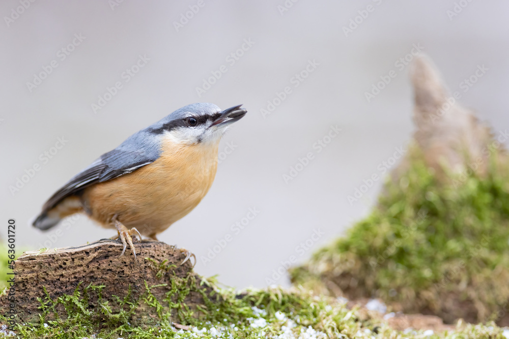 Obraz premium Red breasted nuthatch (sitta europaea) on a branch