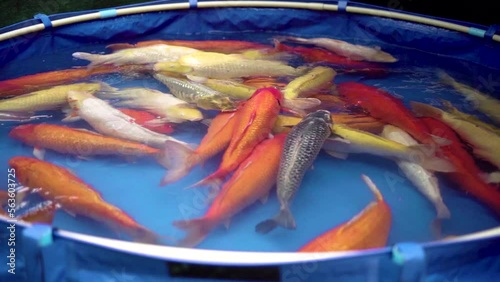 very beautiful and very big massive koi carp fishes in the garden pond for the fengshui and relaxing
 photo