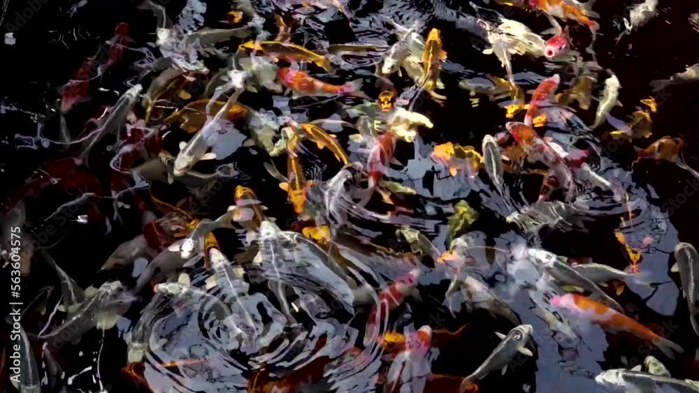 very beautiful and very big massive koi carp fishes in the garden pond for the fengshui and relaxing
very beautiful and very big massive koi carp fishes in the garden pond for the fengshui and relaxing