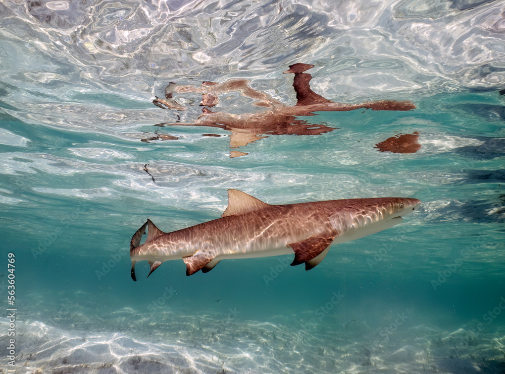 Obraz premium Lemon Sharks (Negaprion brevirostris) in the shallow water in North Bimini, Bahamas