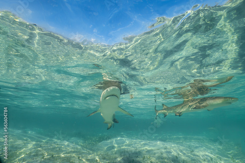 Lemon Sharks (Negaprion brevirostris) in the shallow water in North Bimini, Bahamas