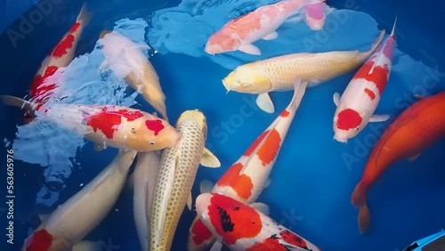 very beautiful and very big massive koi carp fishes in the garden pond for the fengshui and relaxing photo