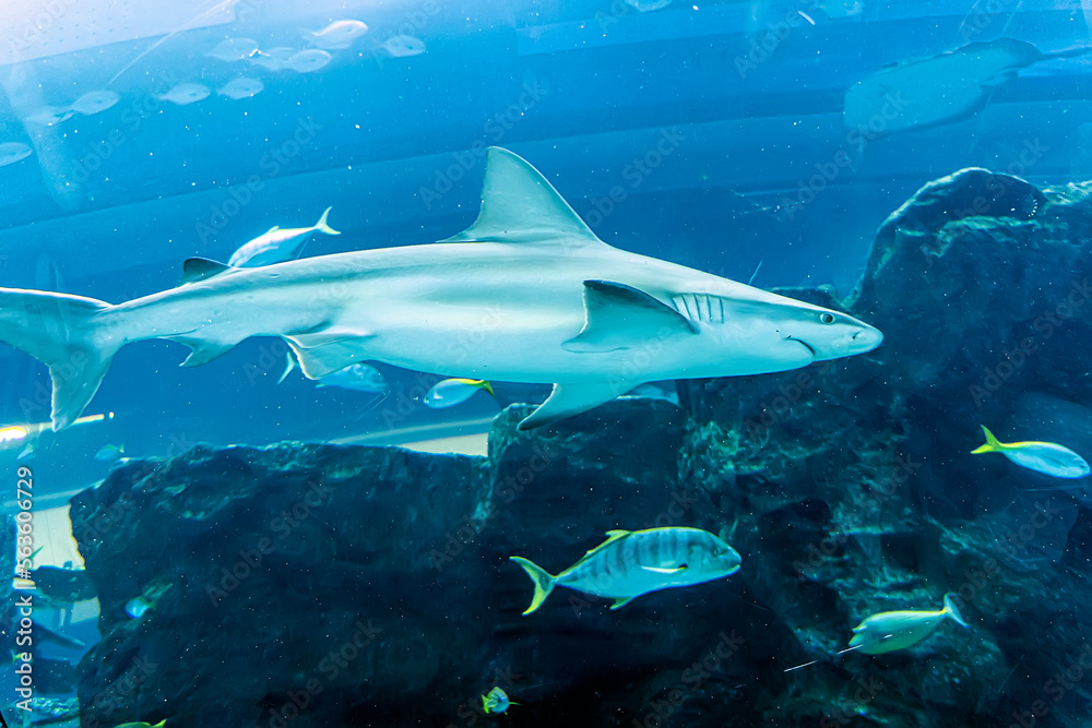 Fototapeta premium Shark swims in large aquarium among fish
