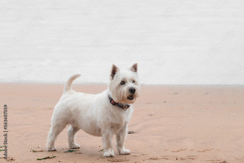 jack russell terrier staring to a wood stick at the beach jack russell terrier staring to a wood stick at the beach