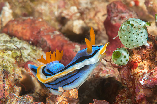 Closeup of a Chromodoris Elisabethina nudibranch, a colorful   beautiful sea slug  crawling on coral photo