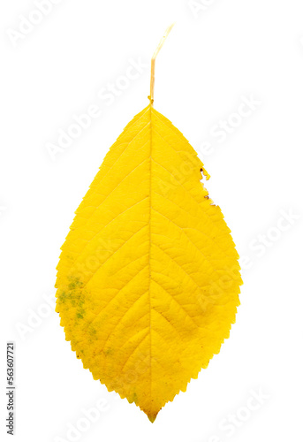 Yellow autumn leaf from a tree isolated on a white background.