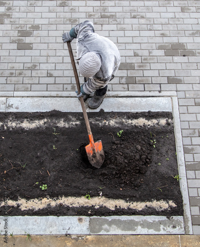 A woman digs the soil with a shovel in a vegetable garden.