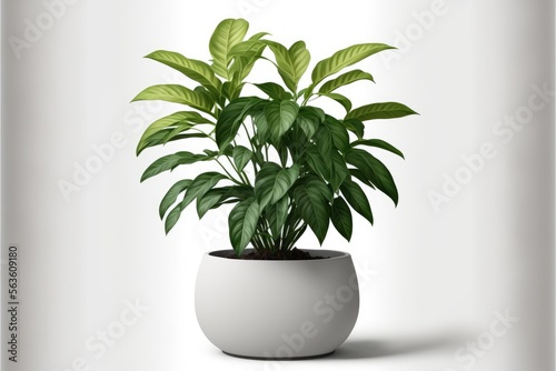 Plants in ceramic pot, Variety of species to use as decoration. Isolated on a white background. Generative AI © Gelpi