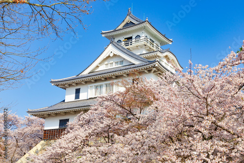滋賀県長浜市公園町の豊公園にある長浜城（長浜城歴史博物館）と桜の風景