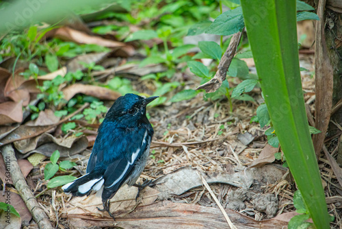 magpie robin in a jungle