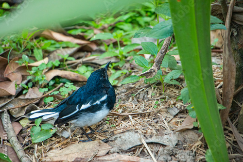 magpie robin in a jungle