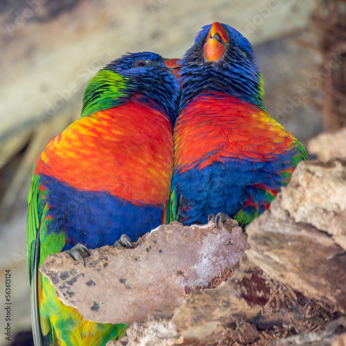 Close-up of a pair of Rainbow Lorikeets (Trichoglossus moluccanus) roosting on a palm tree in Centennial Park, Sydney, Australia. They are preening and the one receiving the care shows sheer delight.