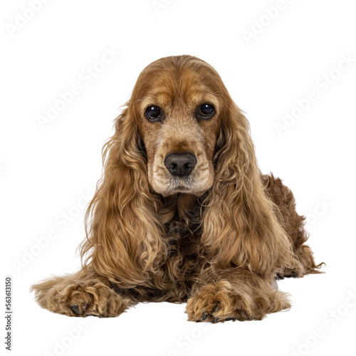 Fototapeta Naklejka Na Ścianę i Meble -  Handsome brown senior Cocker Spaniel dog, laying down facing front. Head up. Looking towards camera. Isolated cutout on a transparent background.