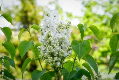 Großer Trieb eines weißen Flieders mit vielen kleinen Blüten