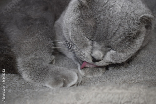 A British gray cat washes itself with a rough tongue. © Milya
