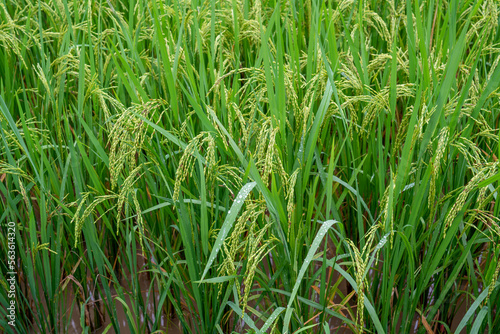 Vietnam, green rice plant growing in a fied. Not yet ready for harvest.