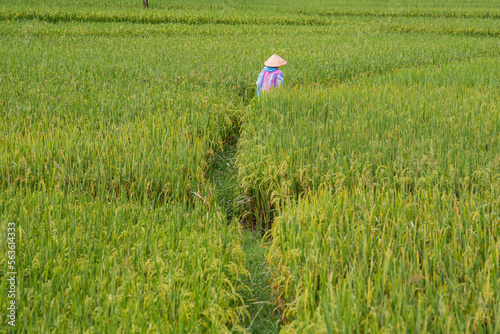 Vietnam, woman working in a ricefield near à village in the nnorthern part of Vietnam  photo