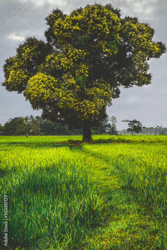 Alone tree in grass field during shade weather