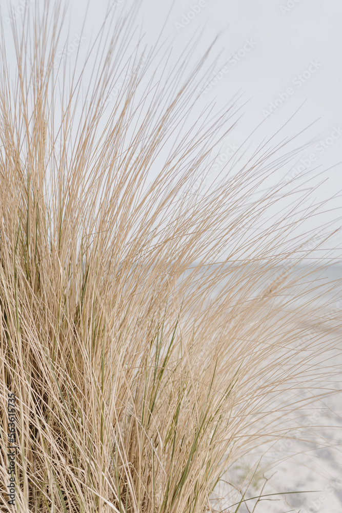 Fototapeta premium Sand dunes with beach grass. Grass on the beach